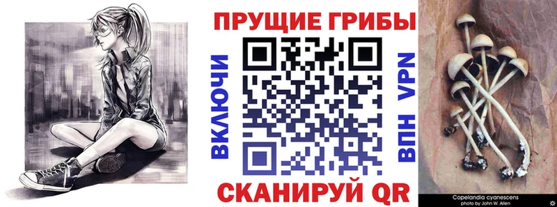 Псилоцибиновые грибы Psilocybine cubensis Краснокаменск